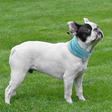 Bandana Refroidissant Instantané pour Chien, Respirant, Réutilisable, Protection Contre les Brûlures Solaires, Amical avec la Laisse
