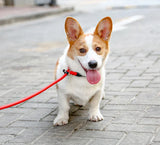 Collier anti-traction durable pour chiens
