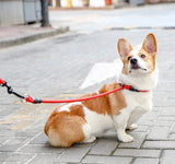 Collier anti-traction durable pour chiens
