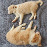 Couverture en Fleece Douillette