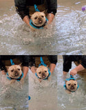 Gilet de Sauvetage pour Chien Flottabilité Réglable Poignée de Sauvetage Réfléchissant Durable