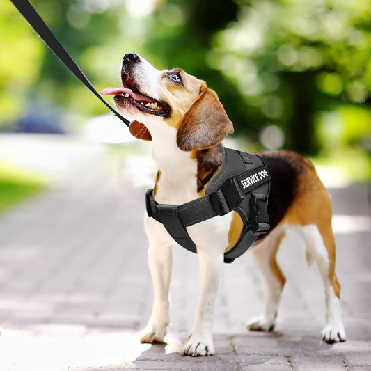 Harnais pour chiens d'assistance