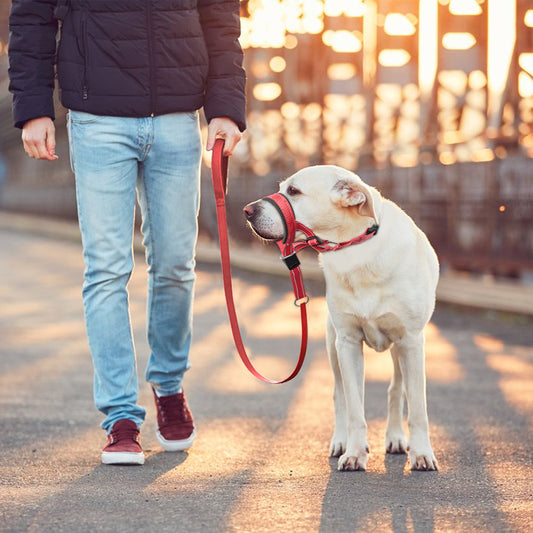 Muselière pour Chien en Nylon Respirant