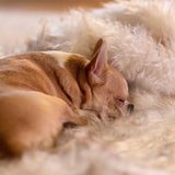 Couverture Imperméable pour Chien en Peluche Imitation Fourrure Protège les Meubles et les Lits pour Chiens