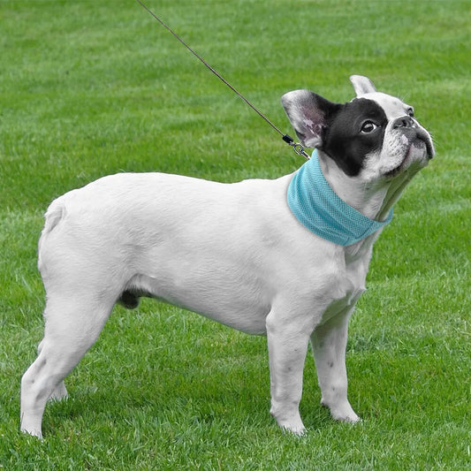 Bandana Refroidissant Instantané pour Chien, Respirant, Réutilisable, Protection Contre les Brûlures Solaires, Amical avec la Laisse