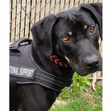 Harnais pour chiens d'assistance