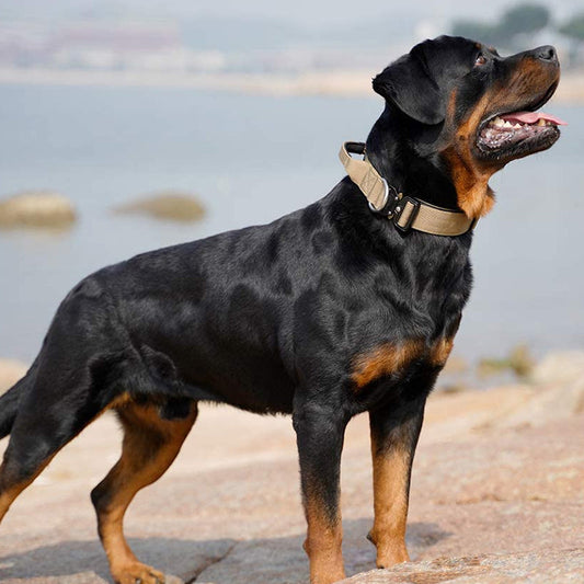 Collier de Chien Tactique avec Poignée pour Races de Chiens Puissants