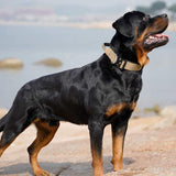 Collier de Chien Tactique avec Poignée pour Races de Chiens Puissants