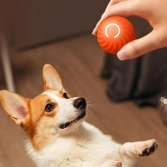 Jouet interactif à rouleau automatique pour chiens