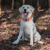 Collier d'entraînement lourd pour chiens avec poignée extra robuste