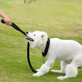Laisse en Nylon Robuste pour Chiens Grands et Moyens
