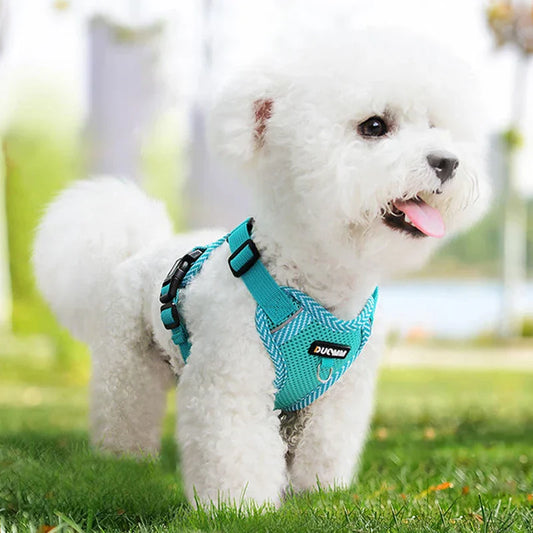 Harnais et laisse réfléchissants pour petits chiens