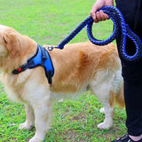 Laisse en Nylon Robuste pour Chiens Grands et Moyens